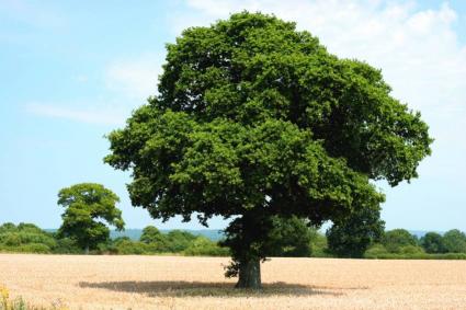 La JournÃ©e de l'Arbre, samedi 28 novembre 2015